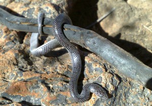 Common Wolf Snake