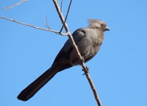 Grey Go-away-bird