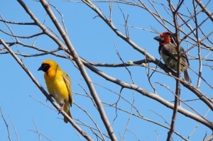 A Southern Masked-weaver and a Black-collared Barbet