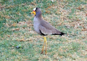 African Wattled Lapwing