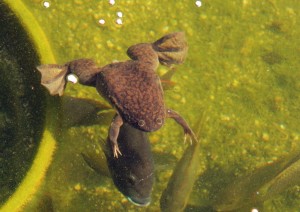 ‘Hey dude – where’s my food?’ Our resident Platanna in one of our fishponds waiting for the fish to be fed so he can join in the feast!