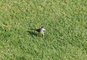 Cape Wagtail