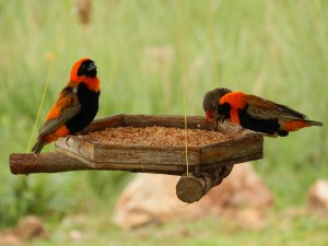 Two Southern Red Bishops and a REd-Billed Quelea