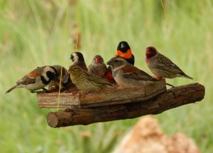 Breakfast at the Sterkfontein Restaurant, a Southern Red Bishop, Caper Sparrows, a Red-headed Finch and a Red-billed Quelea