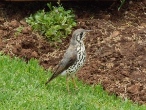 Groundscraper Thrush