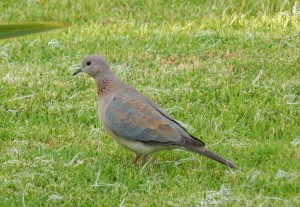 Laughing Dove