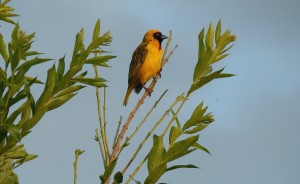 a Southern Masked-weaver