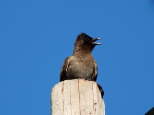 Dark-capped Bulbul (43)