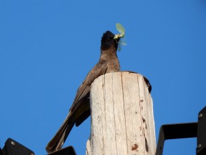 Gotcha! Dark-capped Bulbul