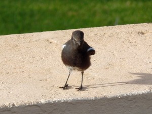 Ant-eating Chat )17)