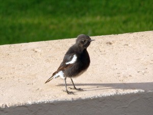 Ant-eating Chat (17)