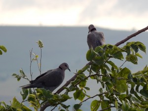 African Mourning Dove (6)