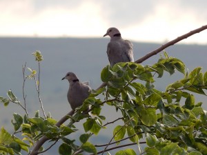 African Mourning Dove (6)