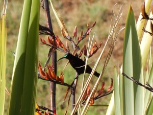 Amethyst Sunbird (30)
