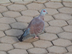 Speckled Pigeon (7)