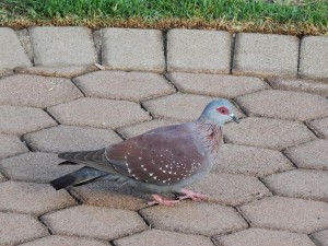 Speckled Pigeon (7)