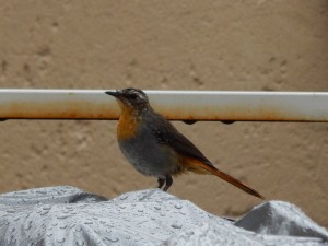 Cape Robin-Chat (43)