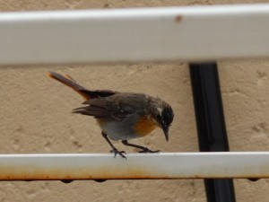 Cape Robin-chat (34)