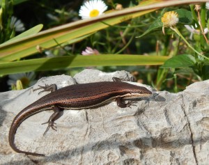 Striped Skink