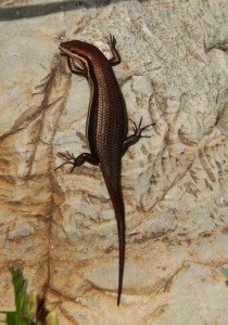 Striped Skink basking on a dolomite rock