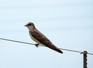 Barn Swallow female (47)