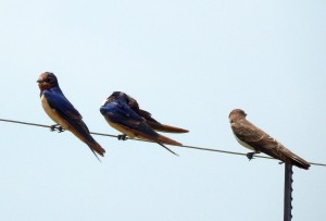 Barn Swallows - two males and a female (47)