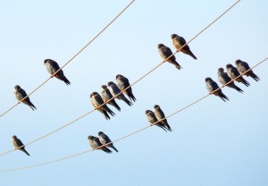 Amur Falcon (53)