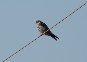 Amur Falcon female (53)