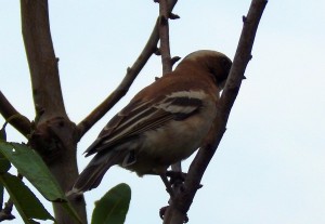 White-browed Sparrow-Weaver (56)