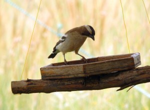 White-browed Sparrow-Weaver (56)