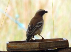 White-browed Sparrow-Weaver (56)