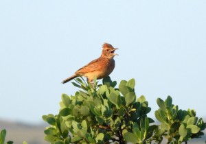 Rufous-naped Lark