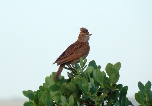 Rufous-naped Lark (54)