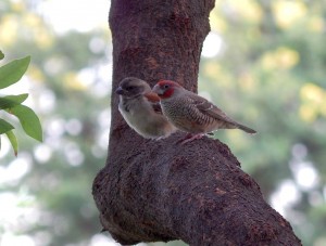 A Cape Sparrow (5) and a Ref-headed Finch (49)