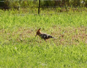 African Hoopoe (1)