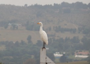 Hi, I'm an Egret! (19)