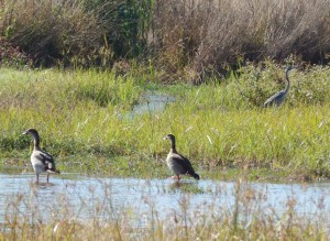 Two Egyptian Geese (61) and a Black-headed Heron ()