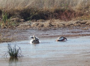 Egyptian Geese enjoying a bath (61)