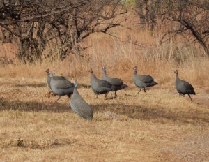 Helmeted Guineafowl (15)