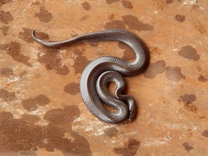 Common Wolf Snake