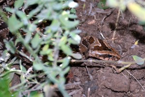 Common Night Adder