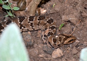 Common Night Adder