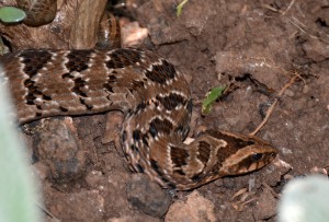 Common Night Adder