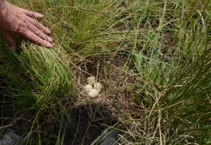 The nest with eggs of the Crested Francolin