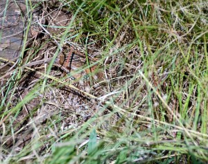 Spot the Crested Francolin hen breeding on her eggs. How's that for good camoflage!