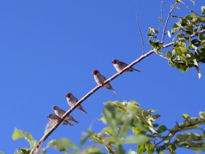 Red-headed Finches