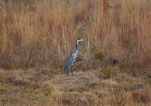 Black-headed Heron