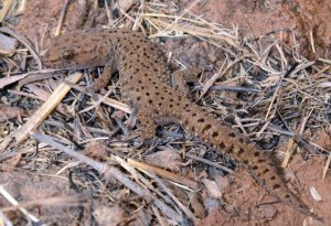 ‘What was that you said about my thick toes?’ Transvaal Thick-toed Gecko.