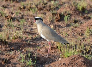 Crowned Lapwing