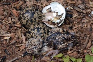 Minutes old - a Crowned Lapwing hatchling, the first of three to hatch. Note the "egg tooth" (the white dot) of the next chick to hatch barely protruding from the egg right above the newlyborn